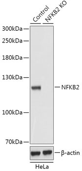 NFKB2 Antibody, KO Validated