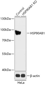 HSP90AB1 Antibody, KO Validated