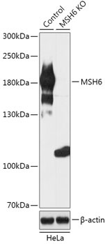 MSH6 Antibody, KO Validated