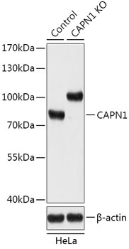 CAPN1 Antibody, KO Validated