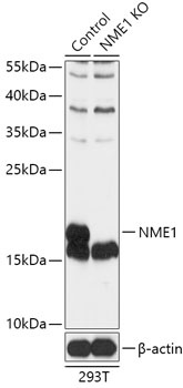 NME1 Antibody, KO Validated