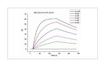 SARS-COV-2 Nucleocapsid Protein Antibody (biotin) [1B1A9]