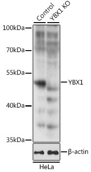 YBX1 Antibody, KO Validated