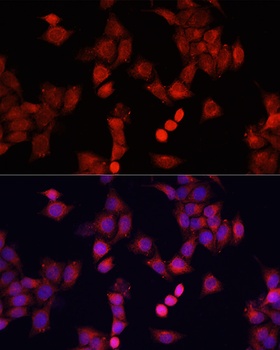 SMAD2 Antibody, KO Validated