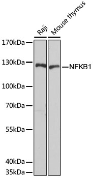 NFKB1 Antibody, KO Validated