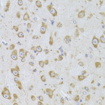 EEF1B2 Antibody, KO Validated