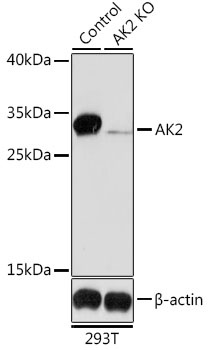 AK2 Antibody, KO Validated