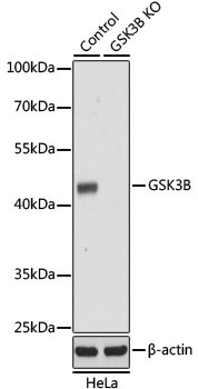 GSK3B Antibody, KO Validated