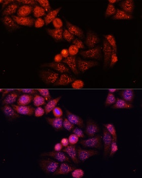 GSK3B Antibody, KO Validated