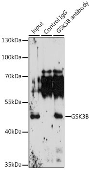 GSK3B Antibody, KO Validated