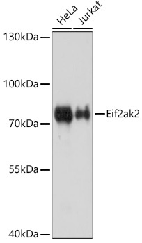 Eif2ak2 Antibody, KO Validated