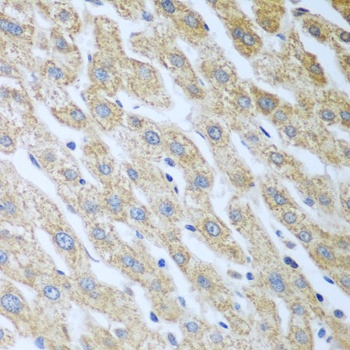 Eif2ak2 Antibody, KO Validated