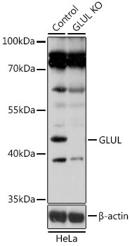 GLUL Antibody, KO Validated