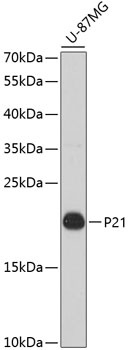 P21 Antibody, KO Validated