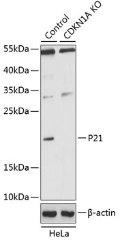 P21 Antibody, KO Validated