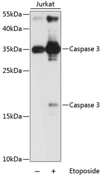 Caspase 3 Antibody, KO Validated