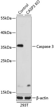 Caspase 3 Antibody, KO Validated