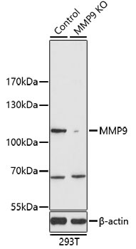 MMP9 Antibody, KO Validated