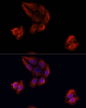 MMP9 Antibody, KO Validated