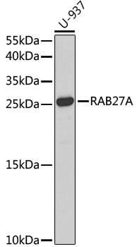 RAB27A Antibody, KO Validated