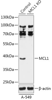 MCL1 Antibody, KO Validated