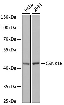 CSNK1E Antibody, KO Validated