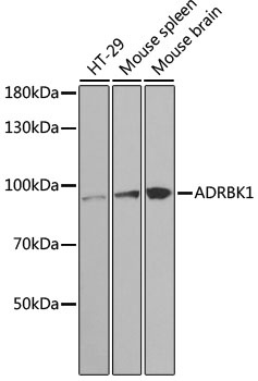 ADRBK1 Antibody, KO Validated