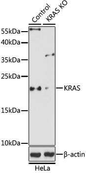 KRAS Antibody, KO Validated