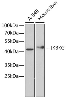 IKBKG Antibody, KO Validated