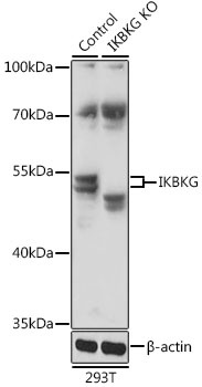 IKBKG Antibody, KO Validated