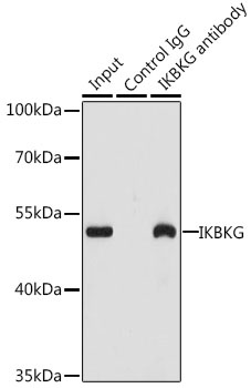 IKBKG Antibody, KO Validated