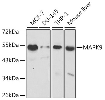 MAPK9 Antibody, KO Validated