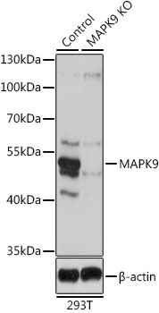 MAPK9 Antibody, KO Validated