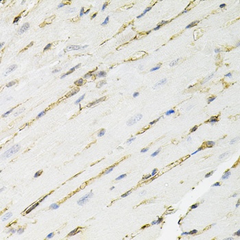ANXA2 Antibody, KO Validated