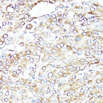 BAX Antibody, KO Validated