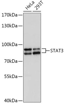 STAT3 Antibody, KO Validated