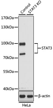 STAT3 Antibody, KO Validated