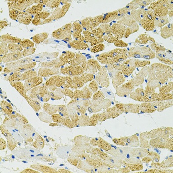 RALBP1 Antibody, KO Validated