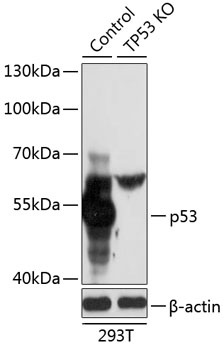 p53 Antibody, KO Validated
