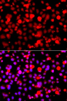 p53 Antibody, KO Validated