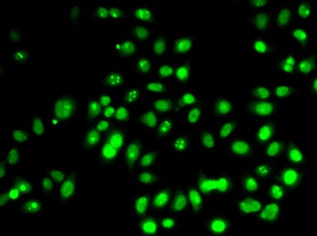 p53 Antibody, KO Validated