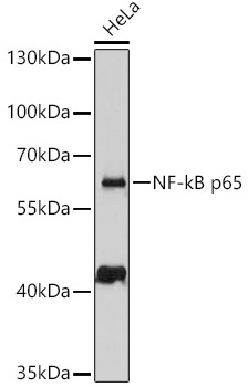 NF-kB p65 Antibody, KO Validated