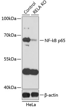 NF-kB p65 Antibody, KO Validated