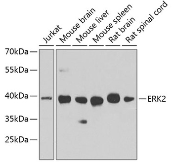 ERK2 Antibody, KO Validated