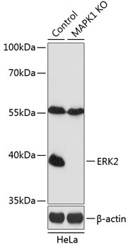 ERK2 Antibody, KO Validated