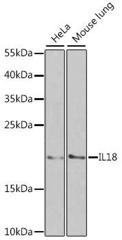 IL18 Antibody, KO Validated
