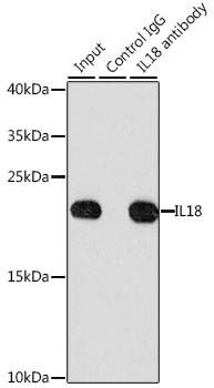 IL18 Antibody, KO Validated