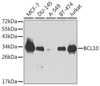 BCL10 Antibody, KO Validated