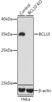 BCL10 Antibody, KO Validated
