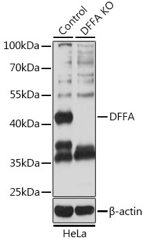 DFFA Antibody, KO Validated